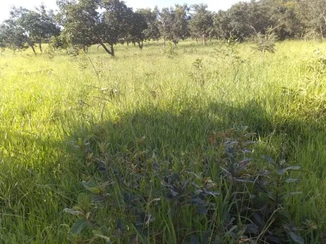 Imagem 16: Sítio À Venda na Região de Mirabela