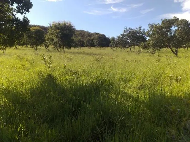 Imagem 7: Sítio À Venda na Região de Mirabela