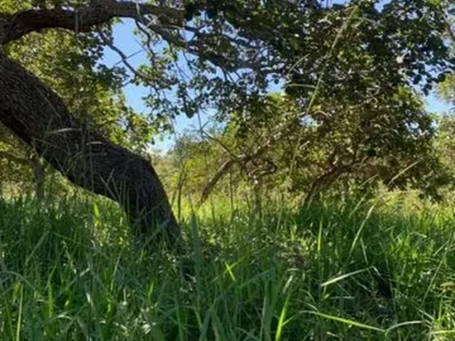 Imagem 6: Sítio À Venda na Região de Mirabela