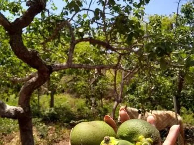 Imagem 10: Sítio À Venda na Região de Mirabela