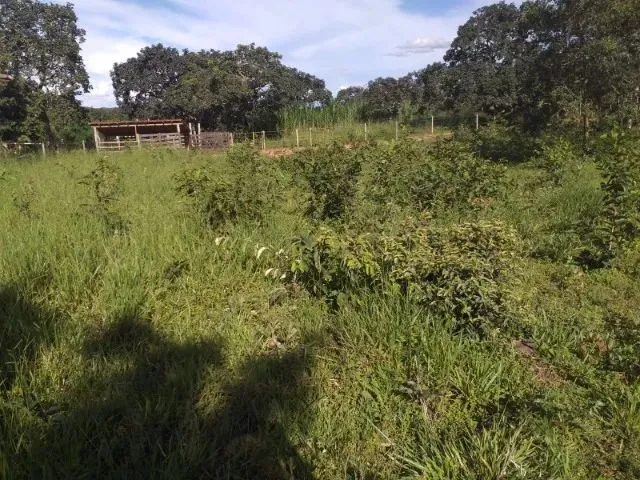 Imagem 13: Sítio À Venda na Região de Mirabela