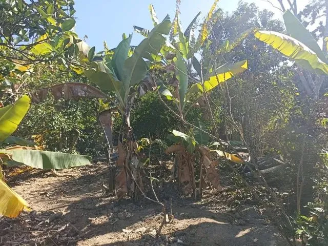 Imagem: Fazenda / Sítios / Chácaras com 2 Dormitórios
