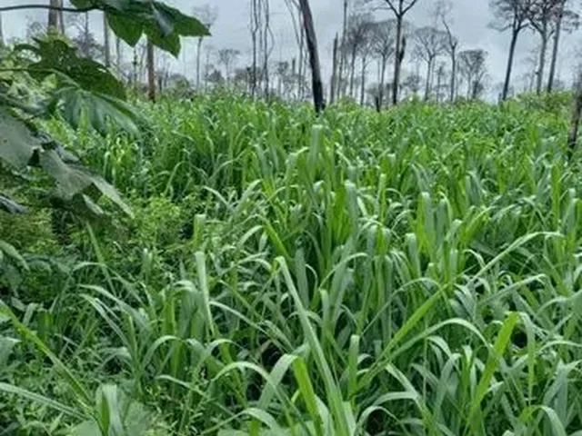 Imagem: Fazenda 1500 Hectares