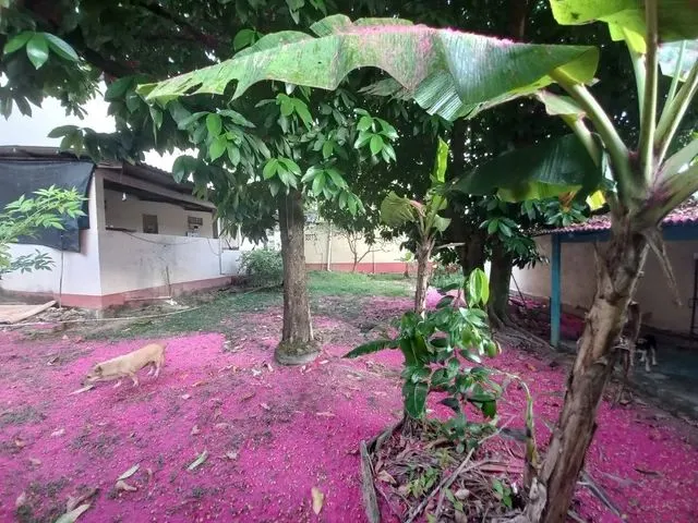 Imagem: Imóvel com 5 Casas no Bairro da Paz, Super