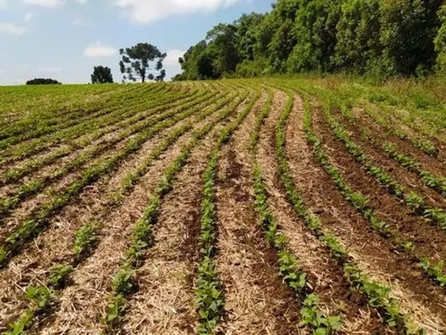 Imagem: Chácara para Plantar Soja