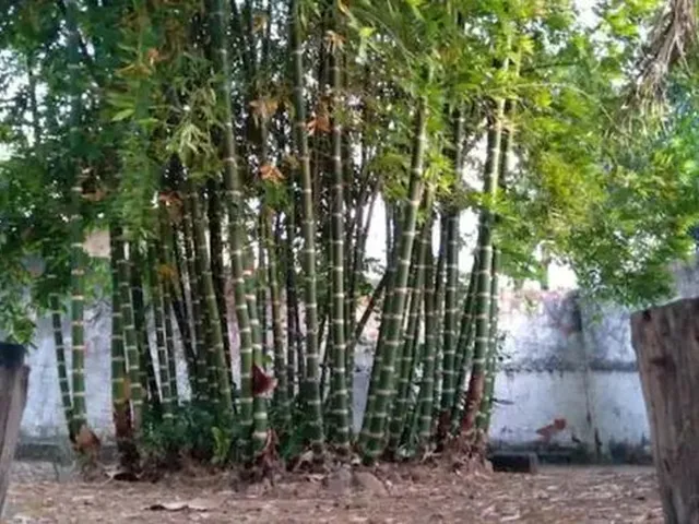 Imagem 6: Quartos em Pousada no Período da Expocrato 2023
