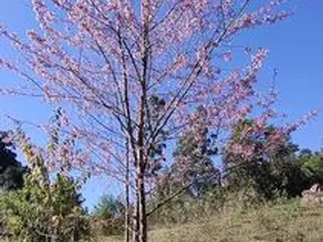 Imagem 5: Chácara de 11.000M² na Região de Marmelópolis- Sul de Minas Gerais