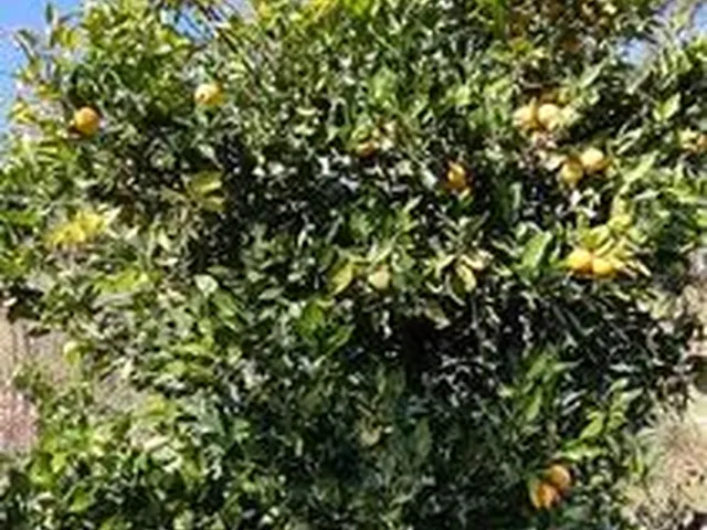 Imagem 10: Chácara de 11.000M² na Região de Marmelópolis- Sul de Minas Gerais