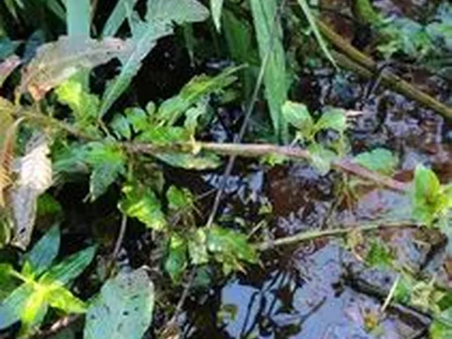 Imagem 8: Chácara de 11.000M² na Região de Marmelópolis- Sul de Minas Gerais