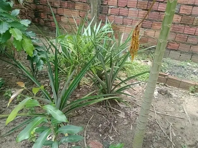Imagem 1: Vendo Sítio Localizada no Distrito Industrial
