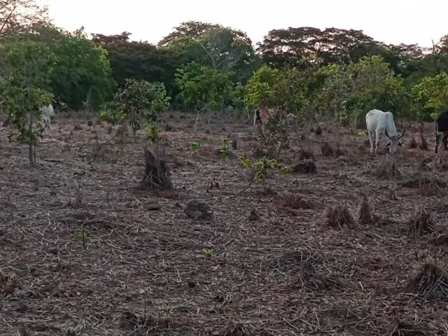 Imagem: Fazenda 92 Alq Divinopolis