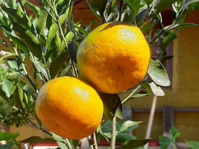 Imagem 8: Chácara em Marechal Floriano