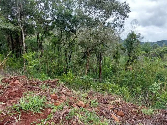 Imagem 1: Área de Terra Bairro Linha Olinda, Nova Petrópolis Rs