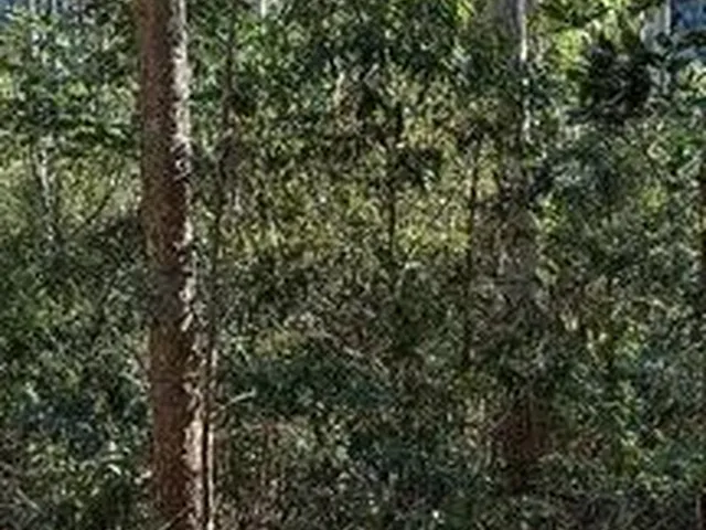 Imagem: Roça de Eucalipto. 7 Mil Quadrados de Madeira