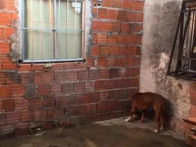 Imagem 10: Vendo Casa Casa com 3 dormitórios