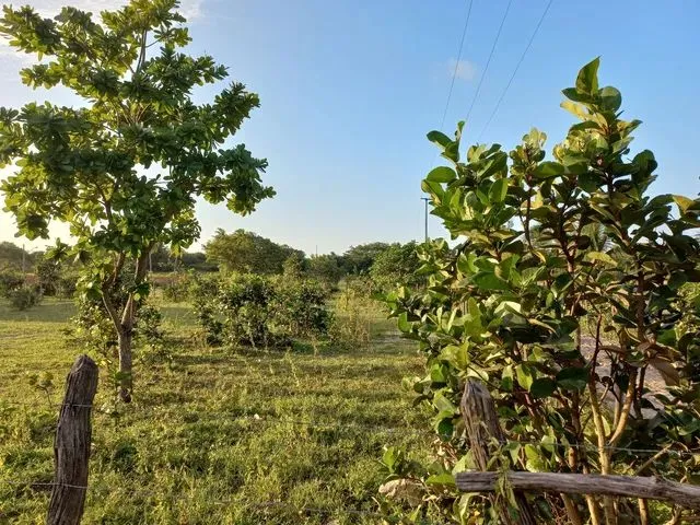 Imagem 6: Terreno Próximo À Lagoa do Banana