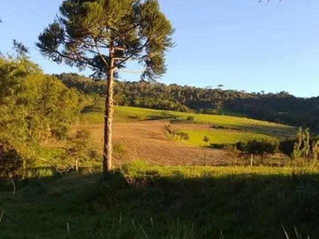 Imagem 10: Vende-Se Sítio em Alfredo Wagner -Sc