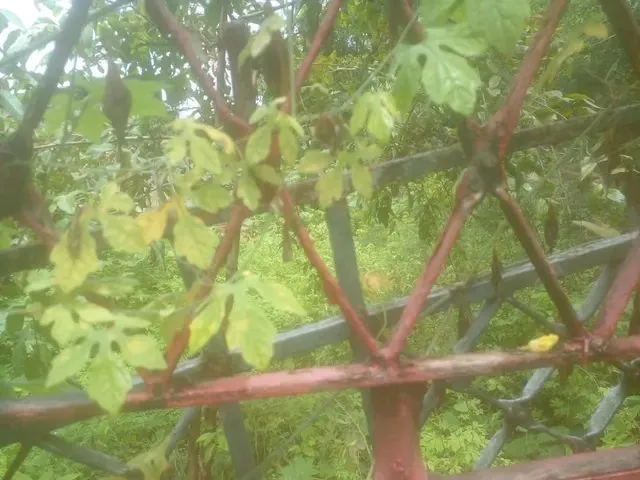 Imagem 1: Terreno com Casa Sítio Histórico de Igarassu