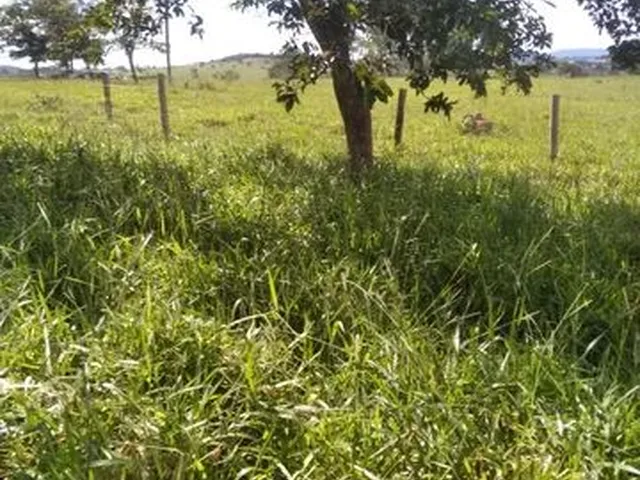 Imagem 2: Terra em Itaberaí -Go - Muito Boa