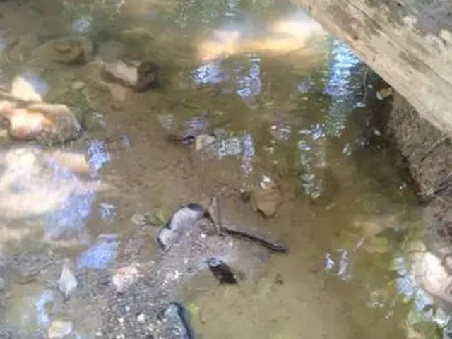Imagem 4: Terra em Itaberaí -Go - Muito Boa