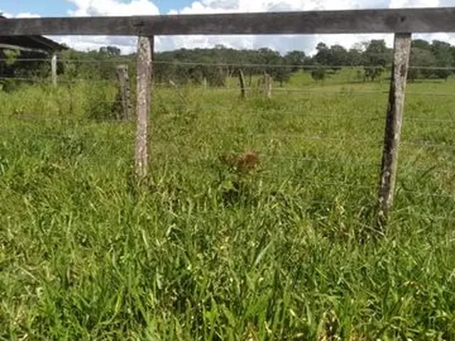 Imagem 6: Terra em Itaberaí -Go - Muito Boa