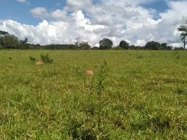 Imagem 12: Terra em Itaberaí -Go - Muito Boa