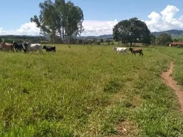 Imagem 13: Terra em Itaberaí -Go - Muito Boa