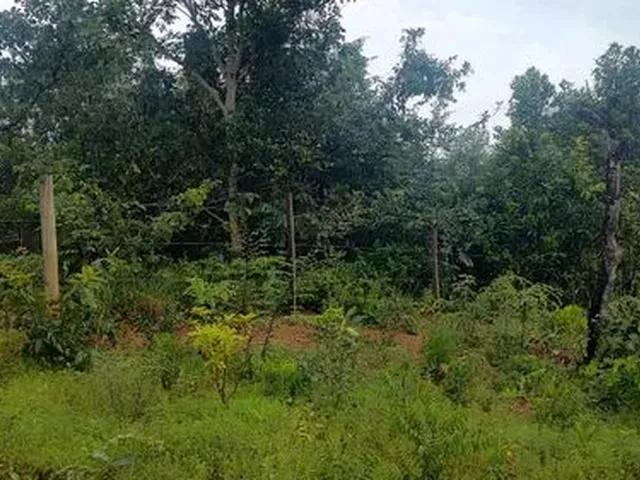 Imagem 2: Chácara de Mil Metros em Palmital Mg