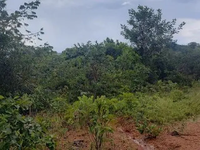 Imagem 4: Chácara de Mil Metros em Palmital Mg