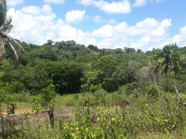 Imagem: 1800M2 R$ 24.000,00 Mata São João Ba