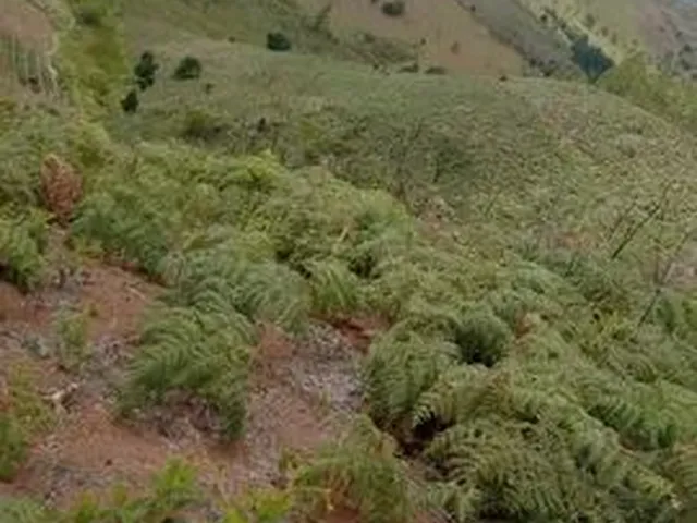 Imagem: Vendo Sítio,20 Tarefa de Terra