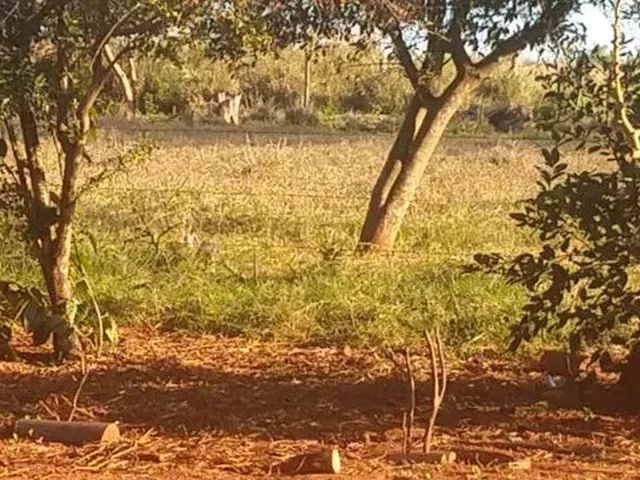 Imagem 7: 3.5 Alqueires com Benfeitorias em Itaquiraí