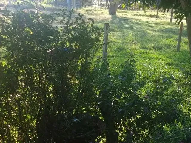 Imagem 8: 3.5 Alqueires com Benfeitorias em Itaquiraí