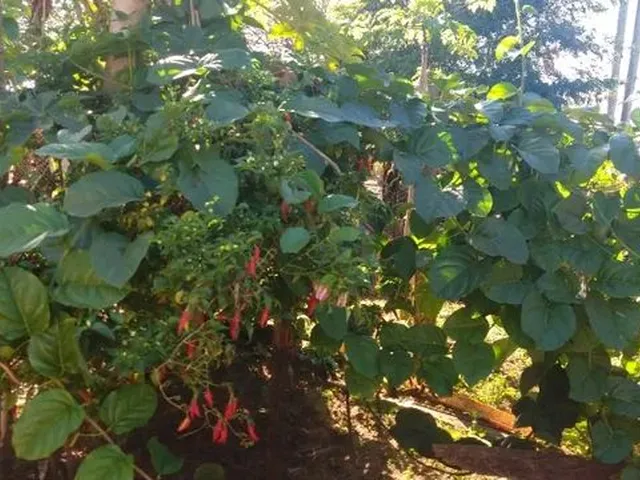 Imagem 10: 3.5 Alqueires com Benfeitorias em Itaquiraí