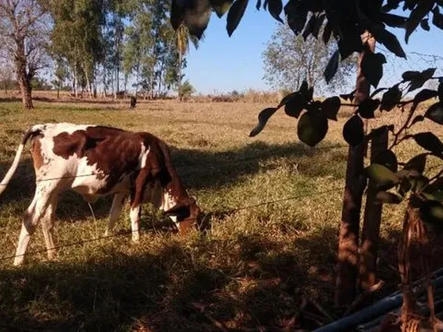 Imagem 5: 3.5 Alqueires com Benfeitorias em Itaquiraí
