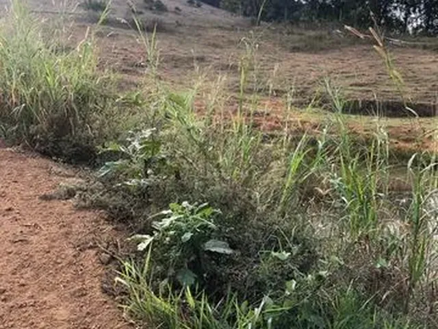 Imagem 6: Propriedade 15 Alqueires em Muriaé Sentido Boa Família