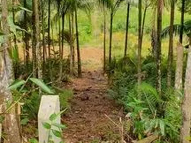 Imagem 2: Terreno Morretes P/ Formação de Chácara Em