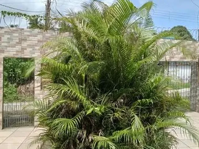 Imagem: Vendo Ótima Casa em Mosqueiro