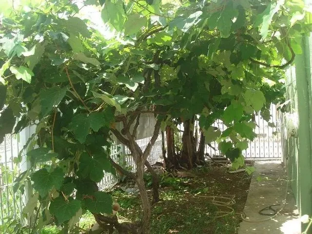 Imagem 13: Excelente Casa - Qe 15 - Guará II - Aluguel