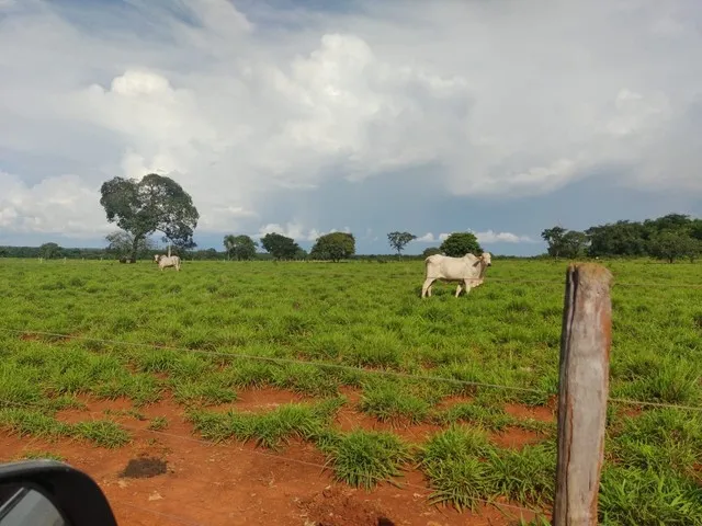 Imagem: Fazenda de 288 Alq no Vale do Araguaia -To