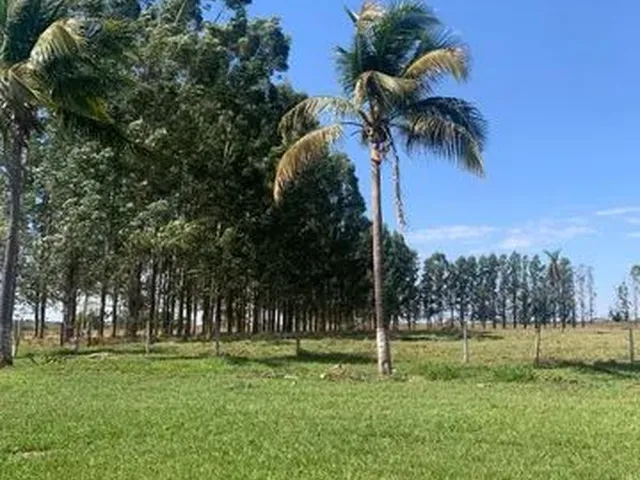 Imagem: Fazenda de 1042 Ha em Ms