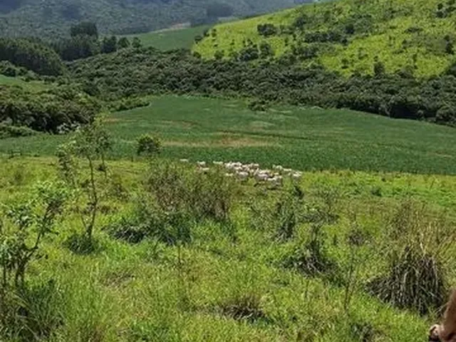 Imagem 2: 50,6 Alqueire santa Maria do Oeste