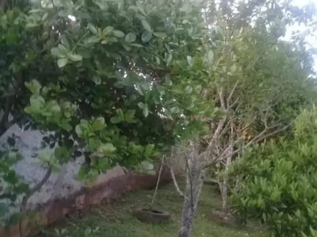 Imagem 14: ÓTIMA CHÁCARA COM CASA, POMAR, CRIAÇÃO, TANQUE DE PEIXES, ETC. COM 1,200M² NO CAMPO
