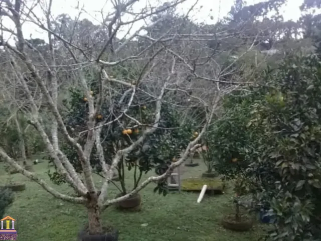 Imagem 15: ÓTIMA CHÁCARA COM CASA, POMAR, CRIAÇÃO, TANQUE DE PEIXES, ETC. COM 1,200M² NO CAMPO