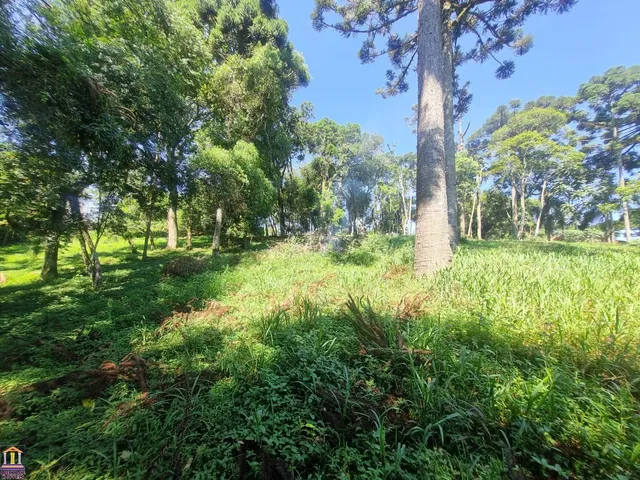 Imagem 6: ÓTIMA CHÁCARA NA LAGOA GRANDE COM 6.000M² E CASA COM 3 QUARTOS A 400 METROS DO ASFALTO