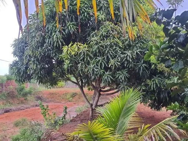 Imagem 9: Sitio para Criação de Tilápias