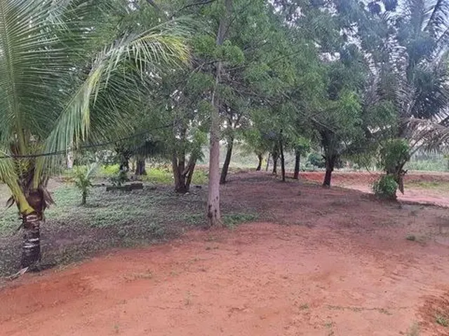 Imagem 16: Sitio para Criação de Tilápias