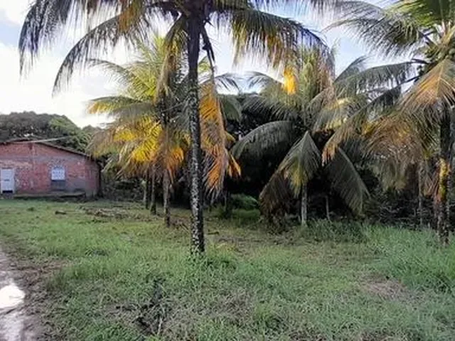 Imagem: Terreno Plano. Da para Fazer 19 Lotes