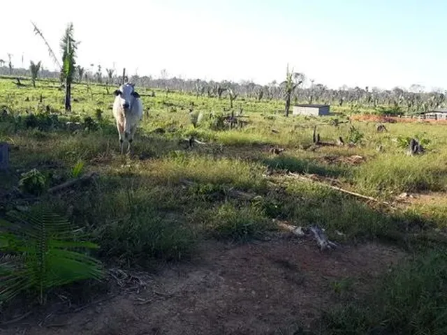 Imagem: Vende-Se Sítio de 84 Alqueires em Humaitá-Amazonas