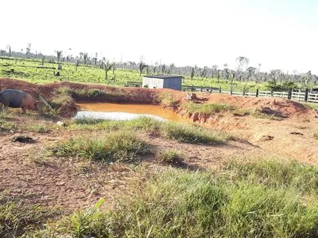 Imagem 8: Vende-Se Sítio de 84 Alqueires em Humaitá-Amazonas